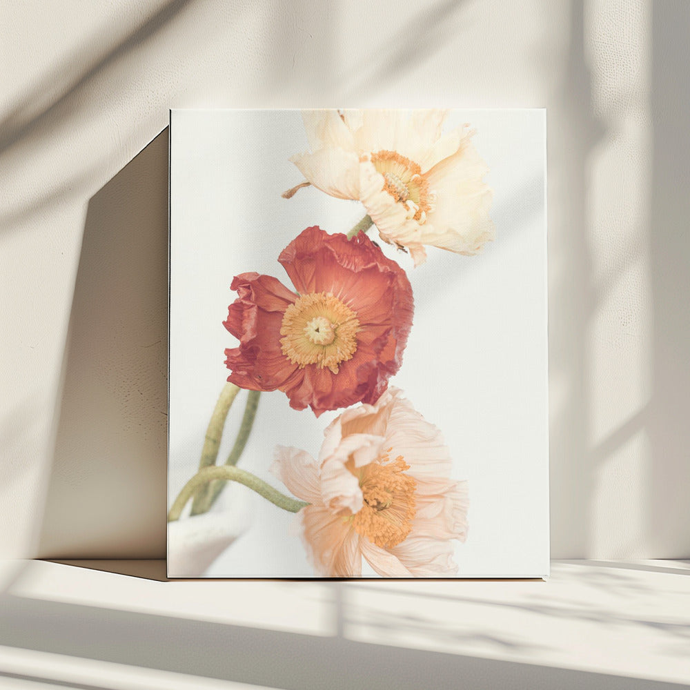 Mohnblumen | Leinwand