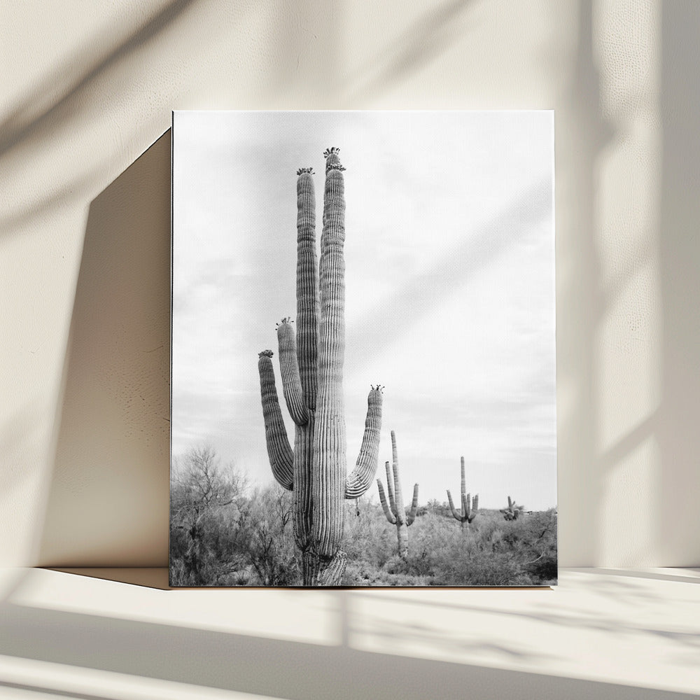 Saguaro S/W | Leinwand