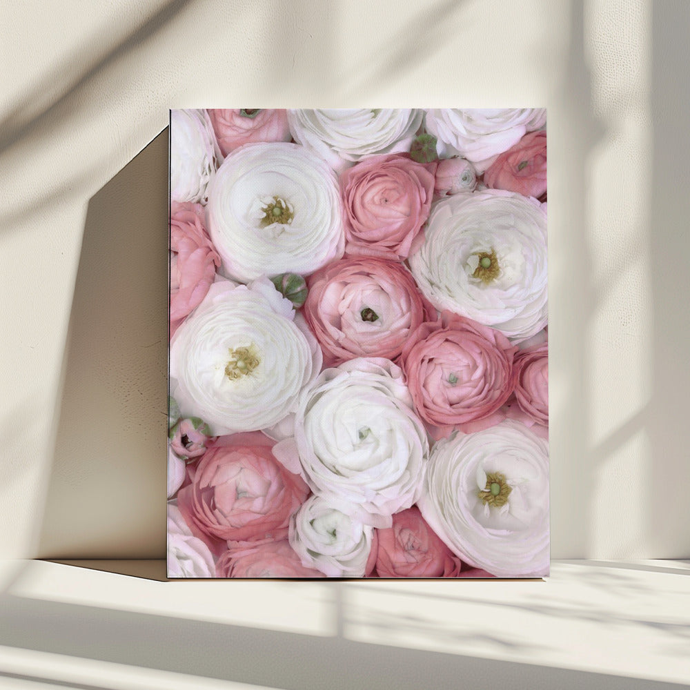 Verstreute Ranunkeln in gedecktem Rosa I | Leinwand