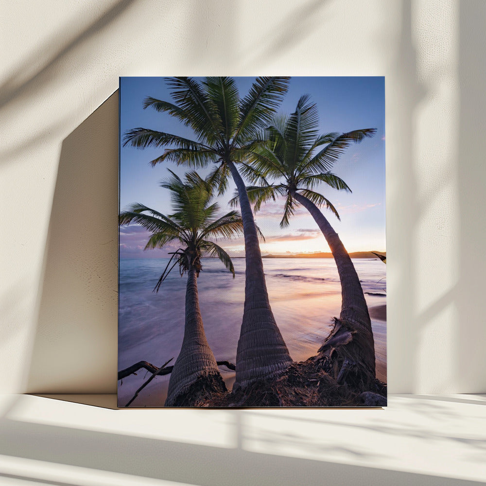 Palmy Twilight | Leinwand