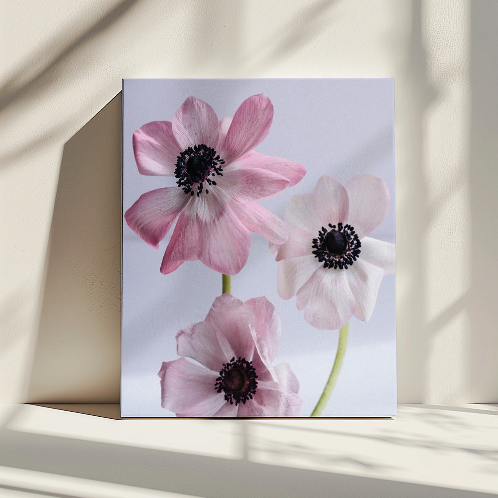 Elegante rosa Anemonenblüten | Leinwand