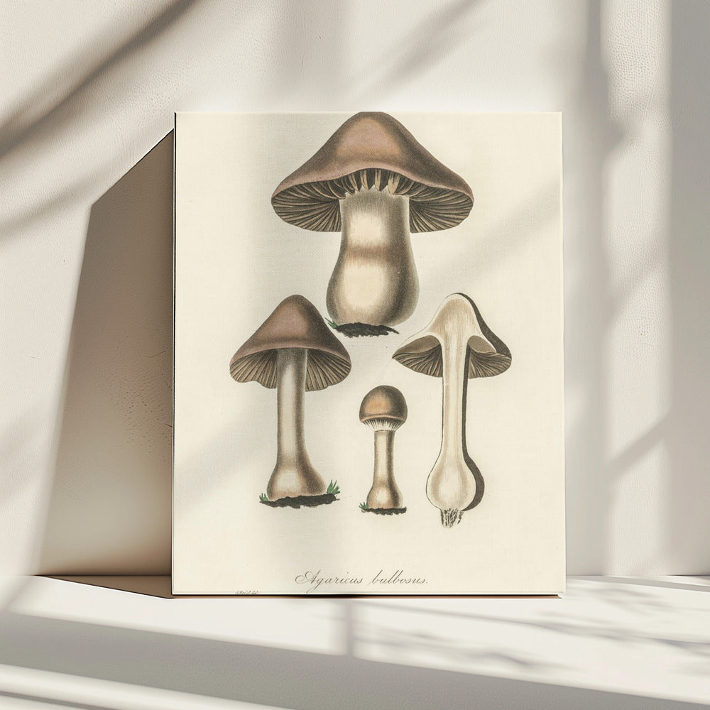 Agaricus Bulbosus Illustration. Medizinische Botanik 1836 | Leinwand