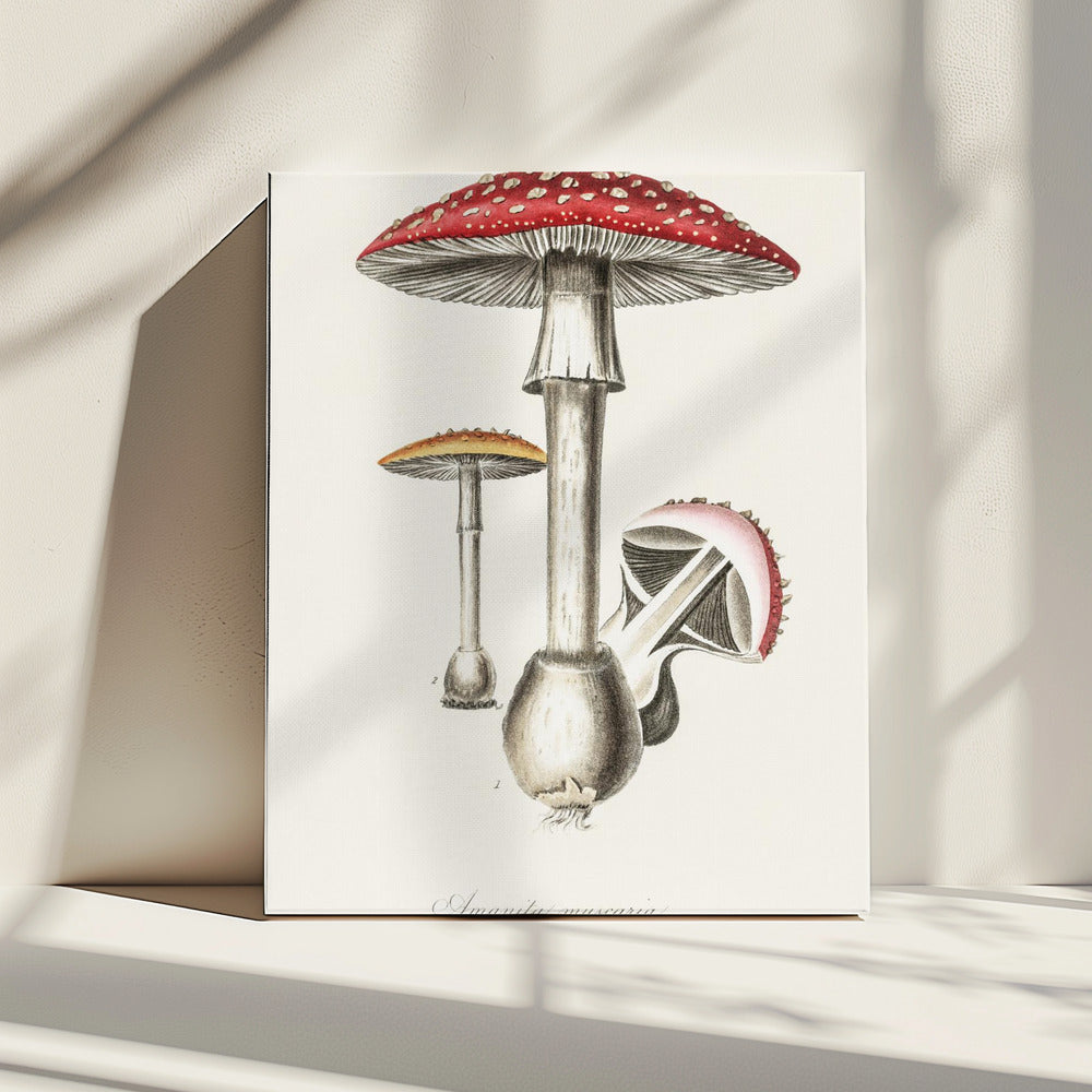 Amanita Muscaria Illustration. Medizinische Botanik 1836 | Leinwand