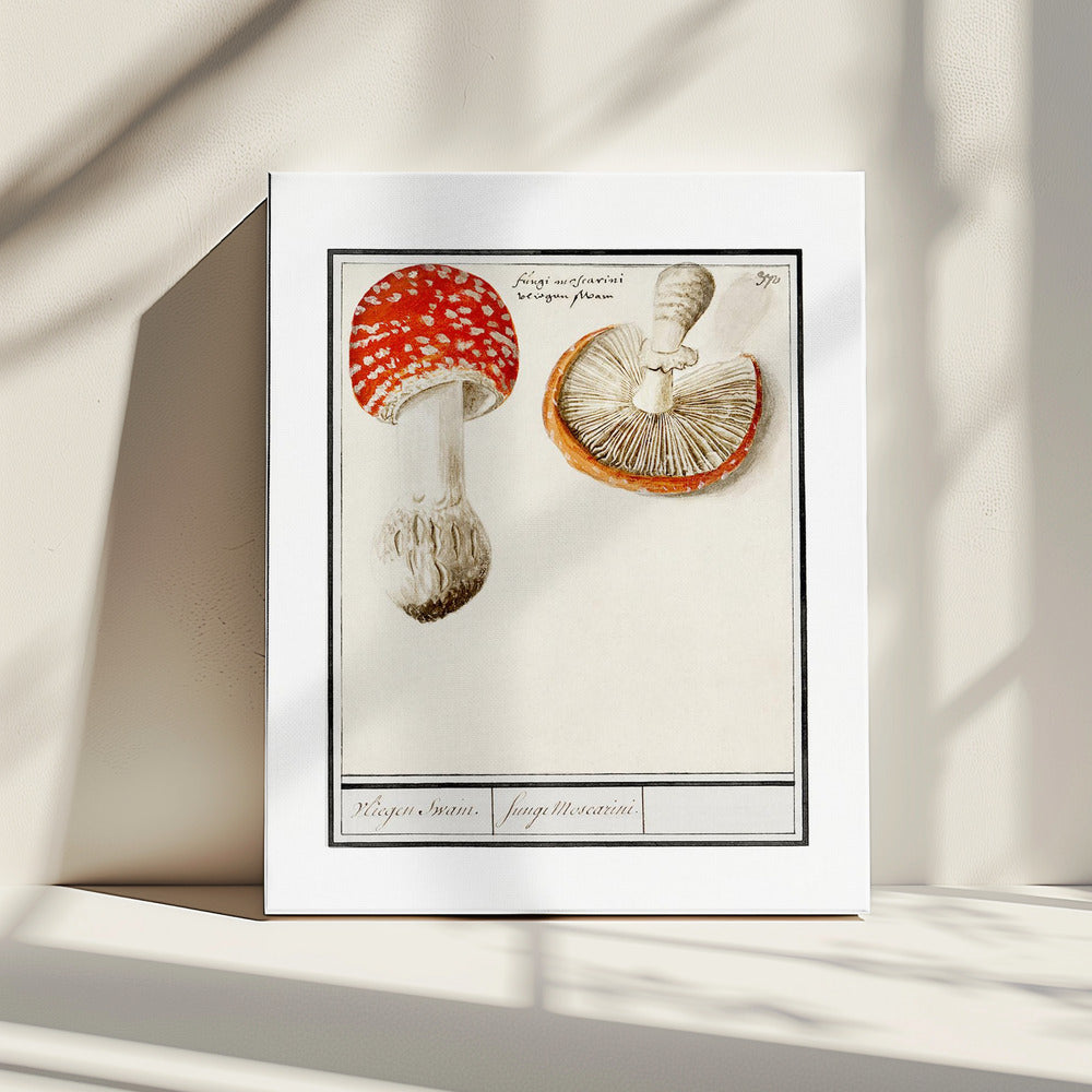 Fliegenpilz, Amanita Muscaria | Leinwand