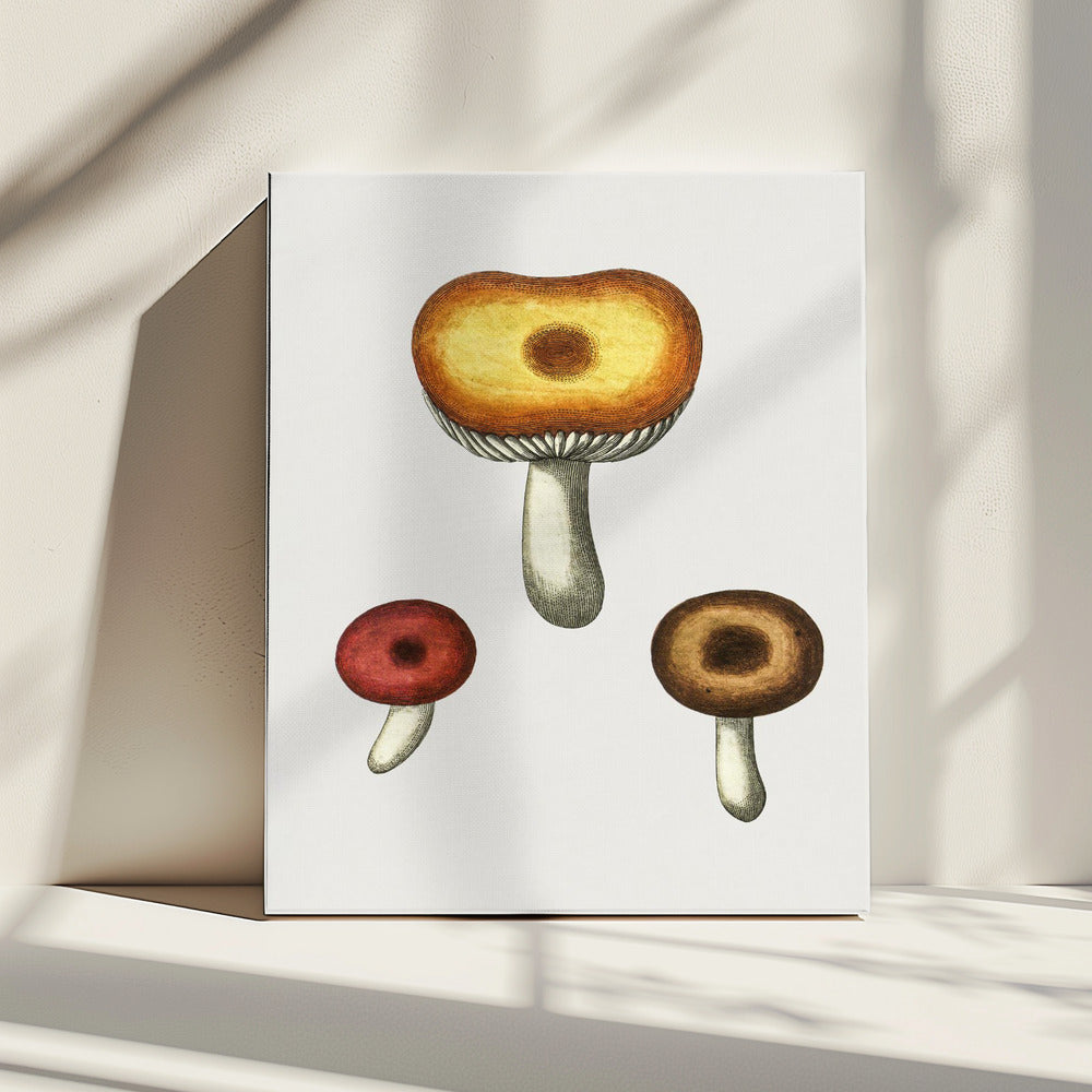 Handgezeichneter Galerina Pilz | Leinwand