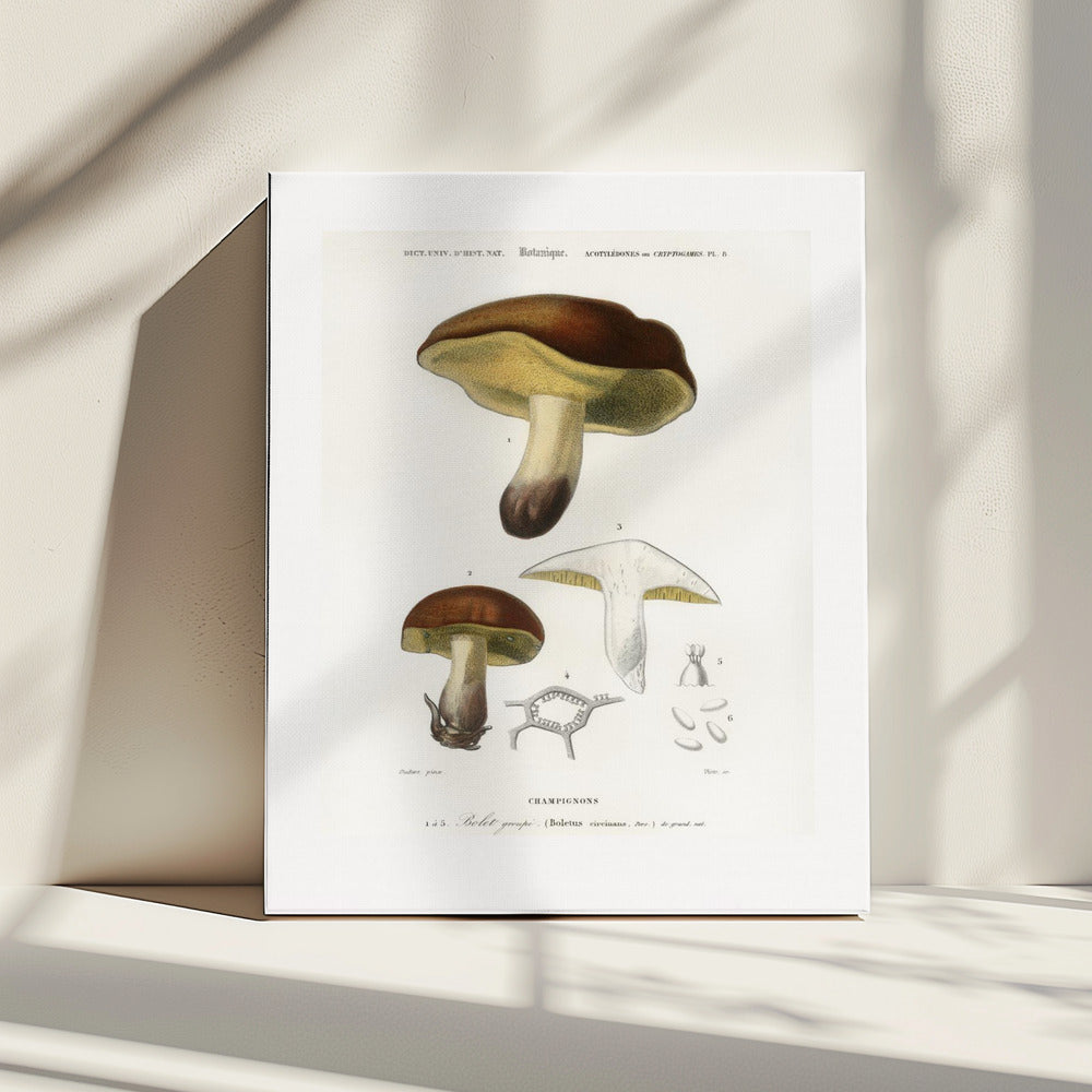 Pilz (Steinpilz Circinans) | Leinwand