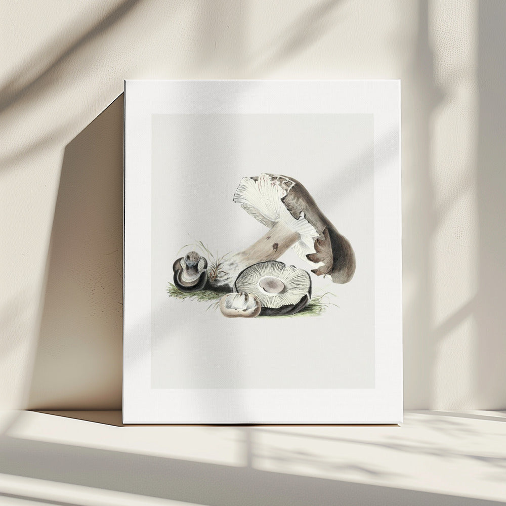 Vintage Agaricus Augustus Pilz 50x70 | Leinwand
