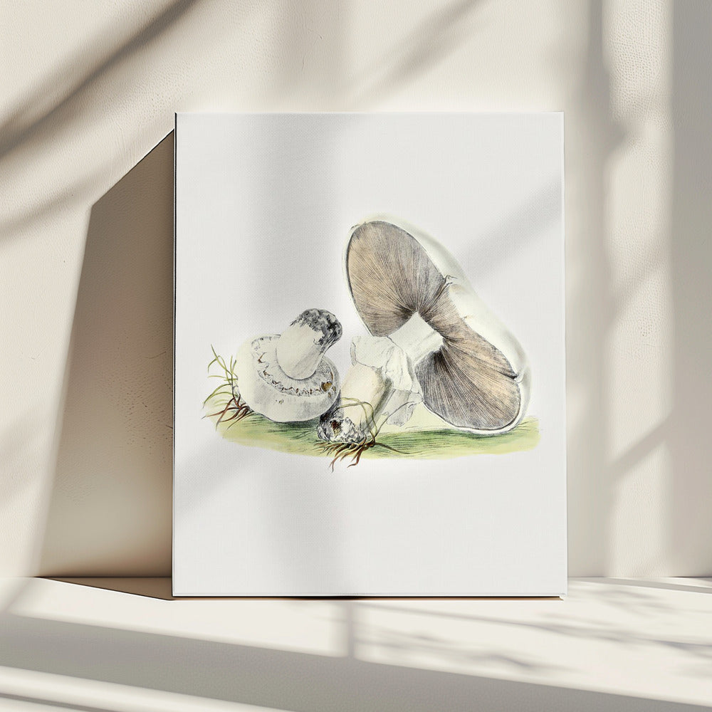 Handgezeichnetes Pferd Pilz stehend | Leinwand