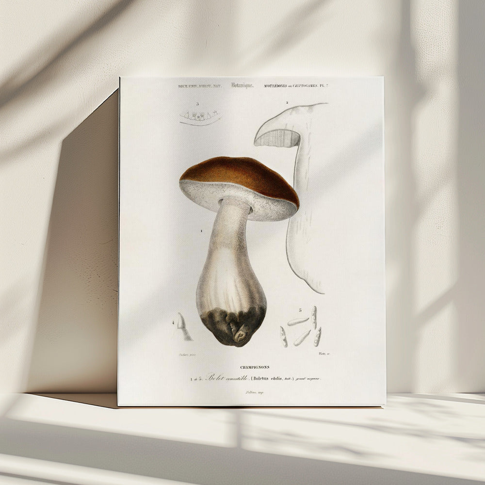 Penny Bun (Steinpilz Edulis) | Leinwand