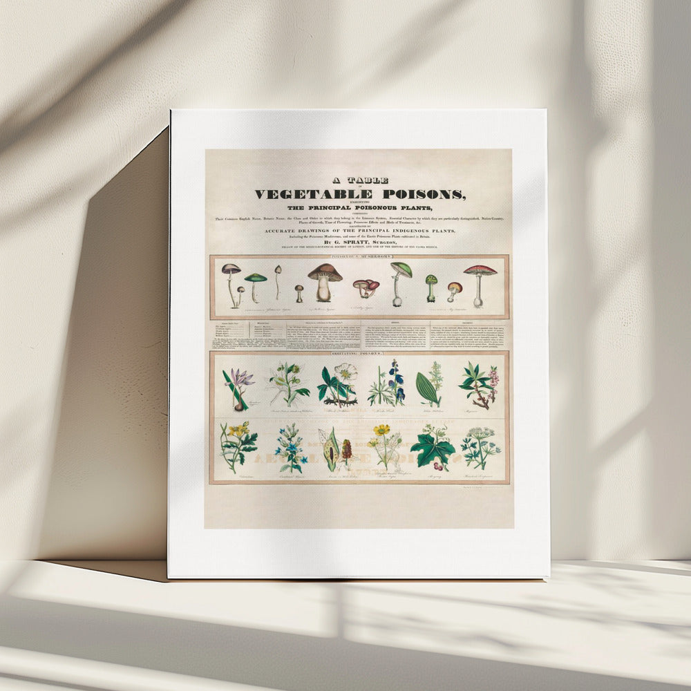 Giftige Pilze Reizgifte | Leinwand