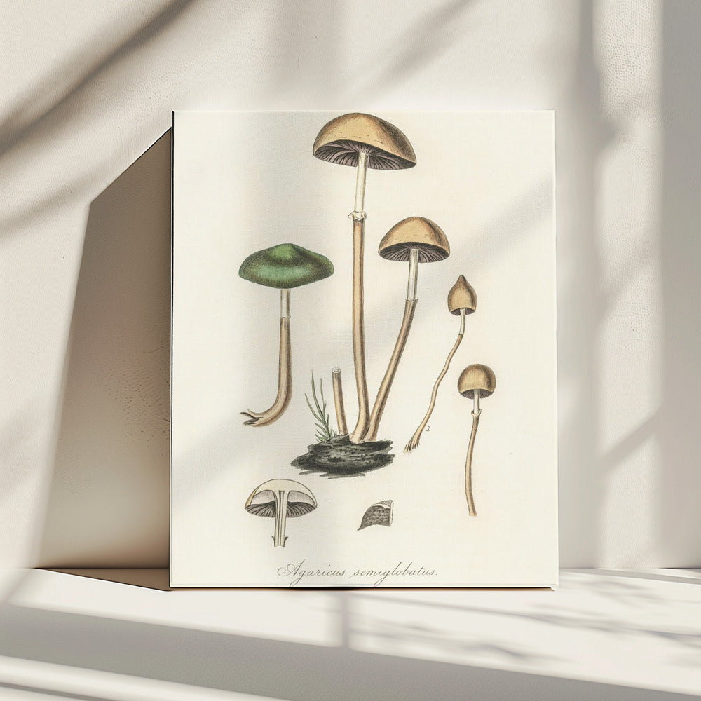 Agaricus Semiglobatus | Leinwand