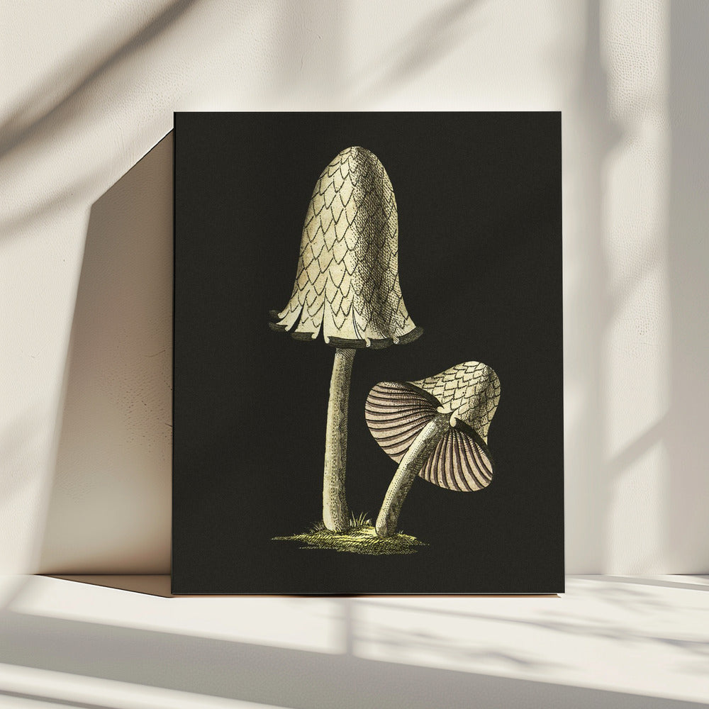 Vintage Inky Cap Essbarer Pilz Schwarzer Hintergrund | Leinwand