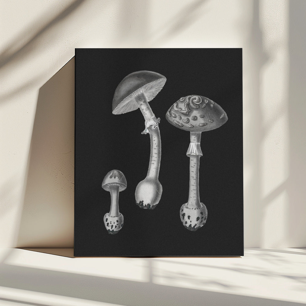 Amanita Muscaria Schwarzer Hintergrund BW | Leinwand
