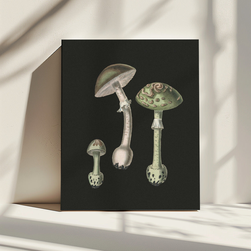 Amanita Muscaria Dunkler Hintergrund | Leinwand
