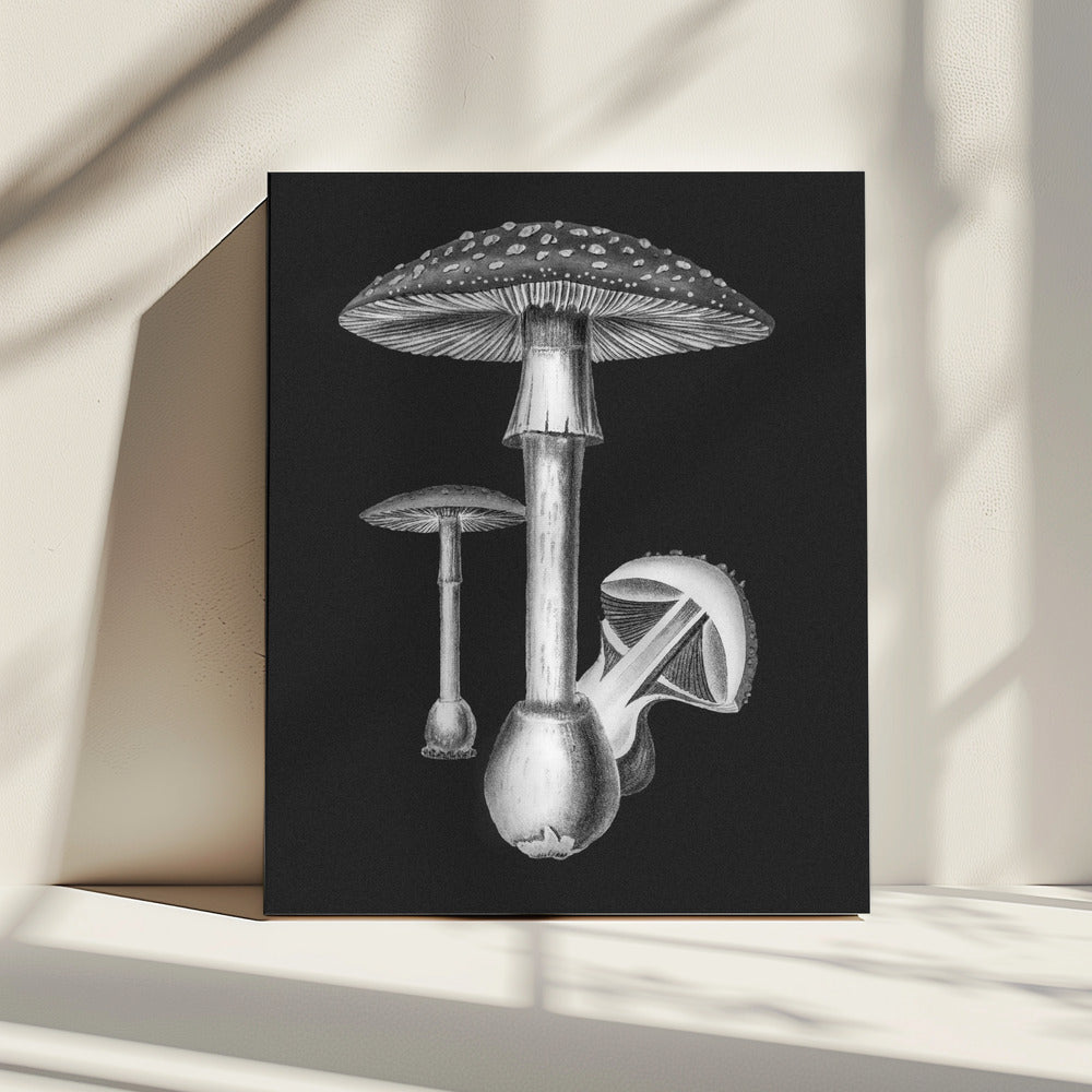 Amanita Muscaria Dunkler Hintergrund BW | Leinwand