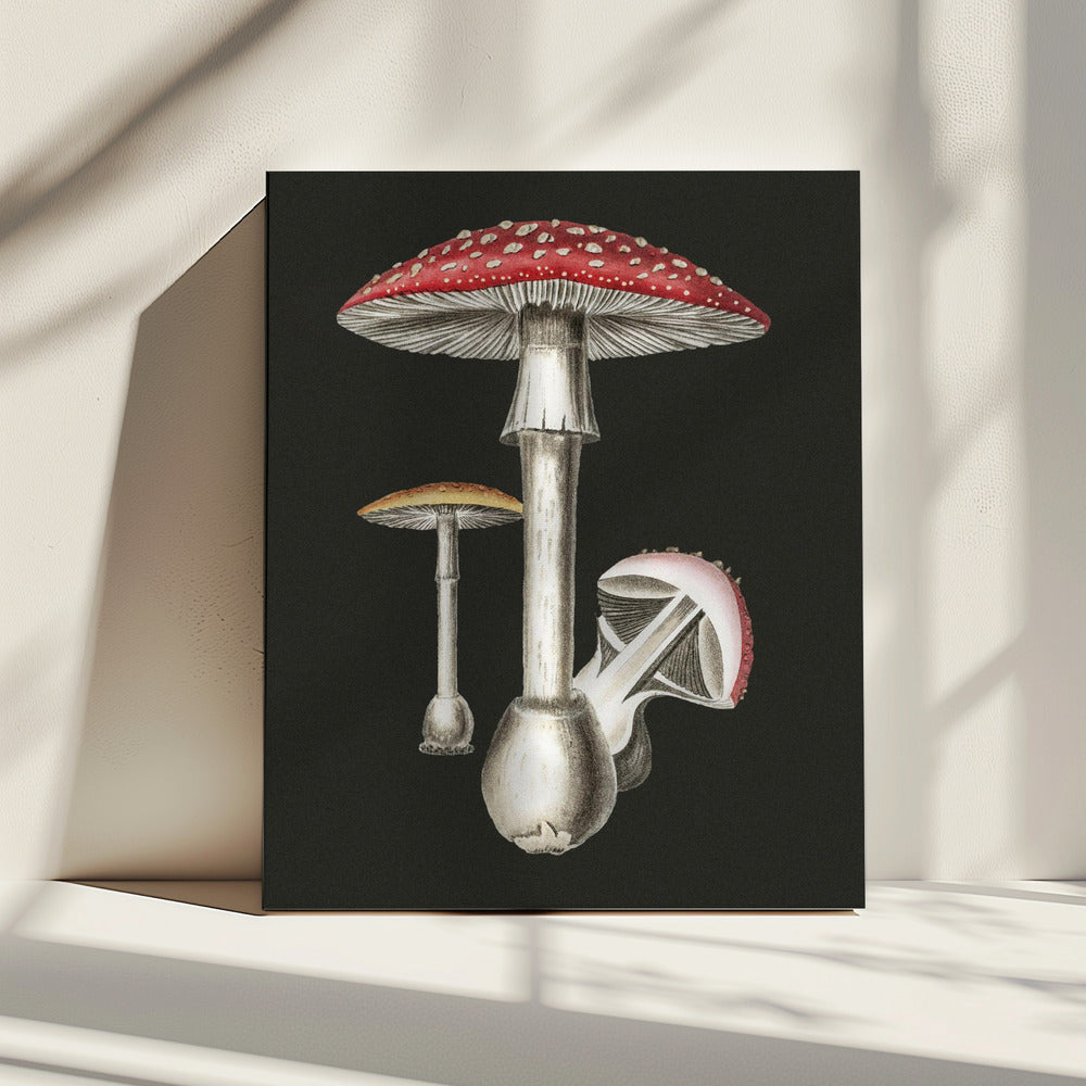 Amanita Muscaria Dunkler Hintergrund | Leinwand