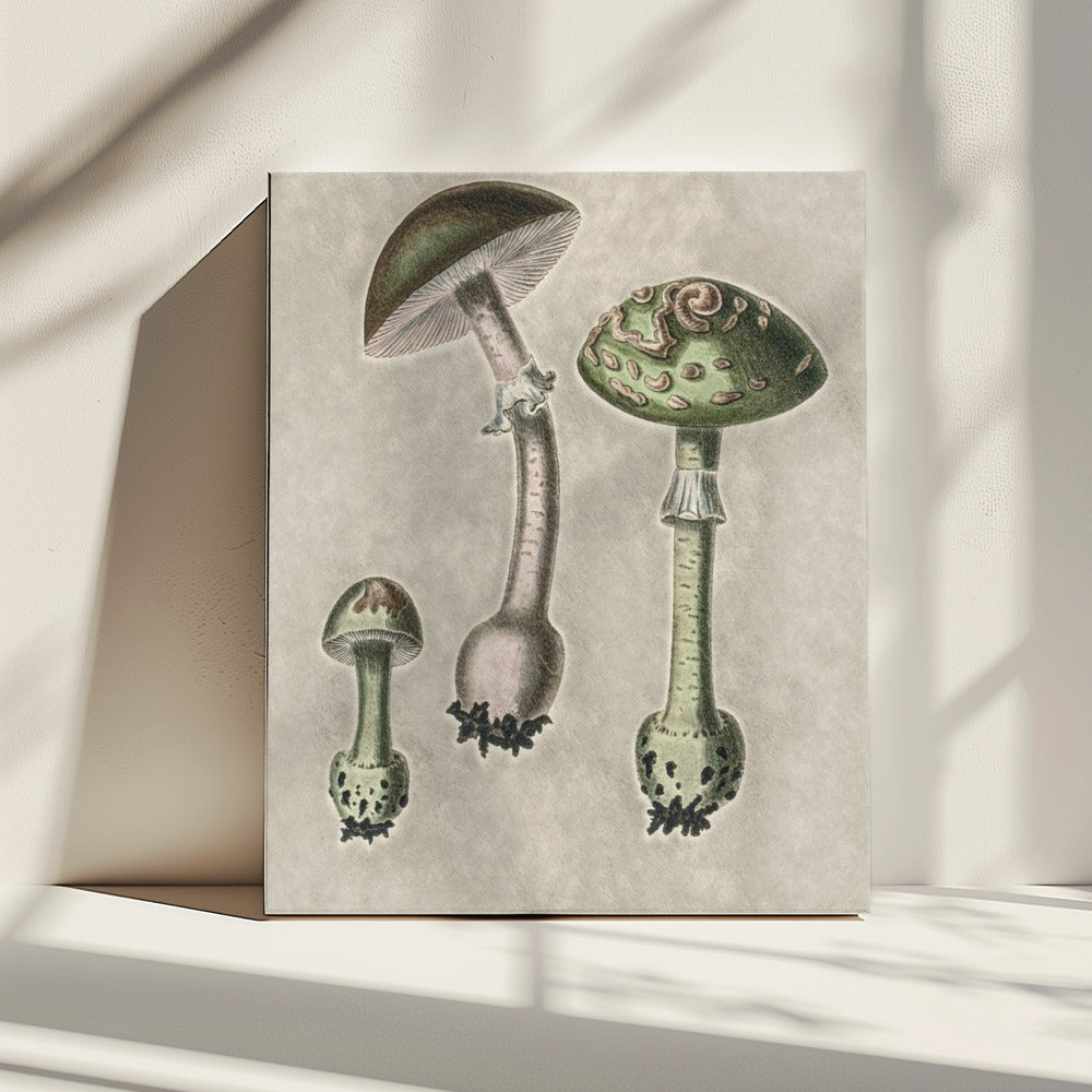 Amanita Muscaria Remix Grün | Leinwand
