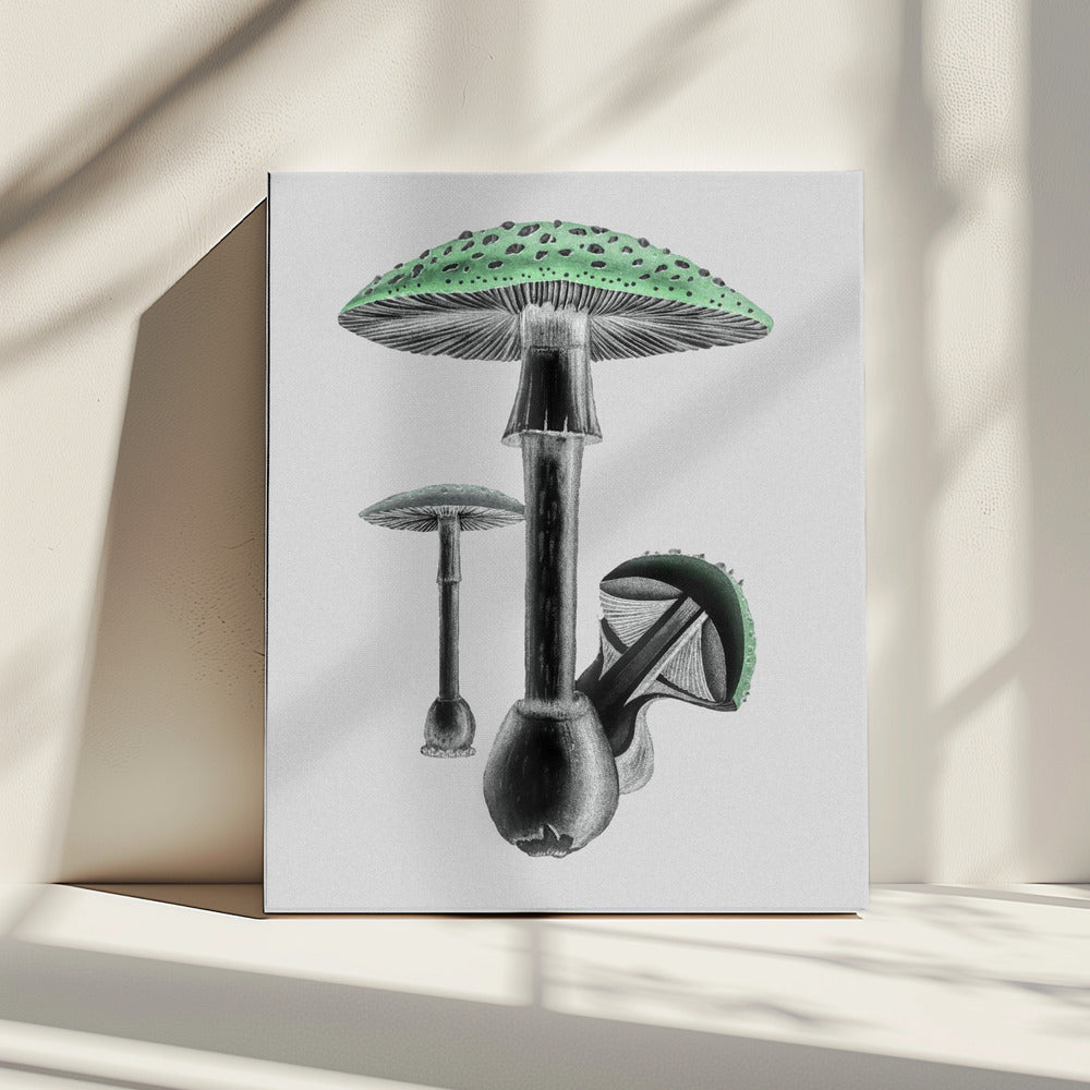 Amanita Muscaria Weißer Hintergrund Grün | Leinwand