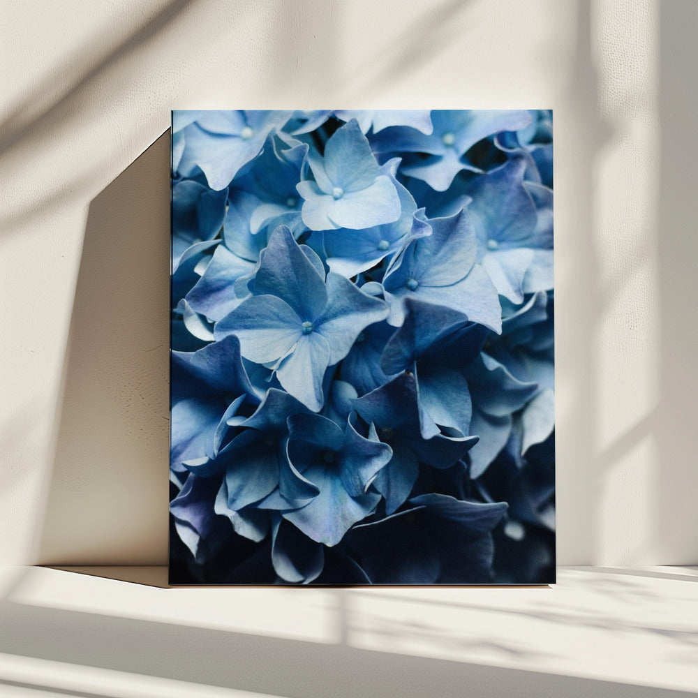 Hübscher Anblick Blaue Hortensie | Leinwand