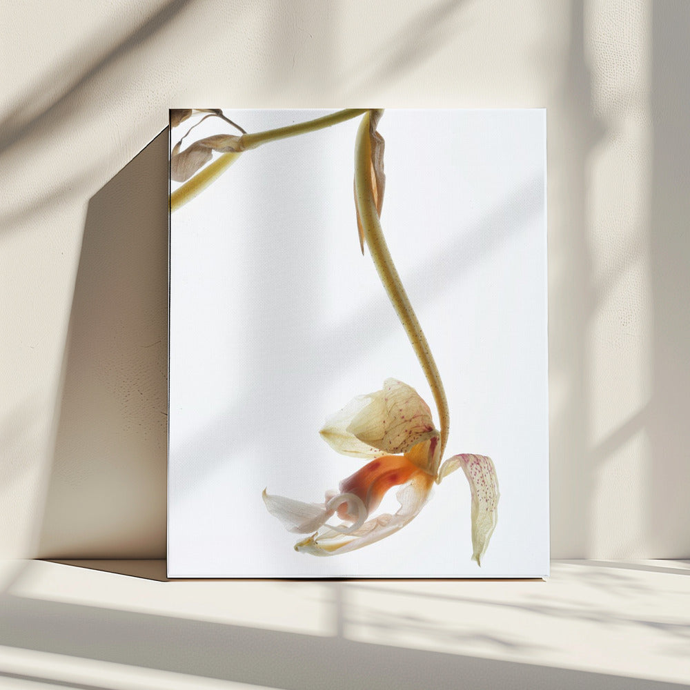 Elegant Decay | Canvas
