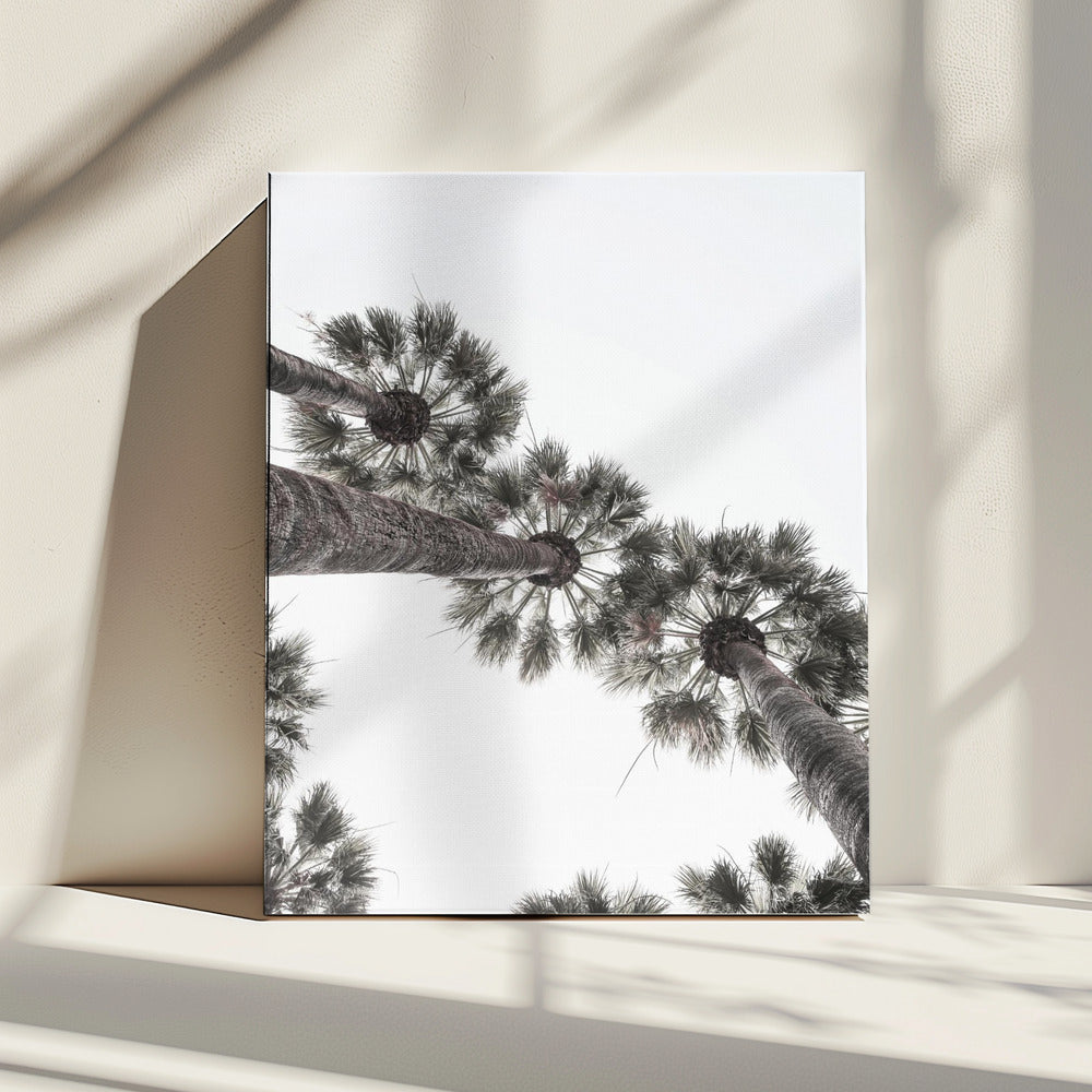 Skyward Palms | Canvas