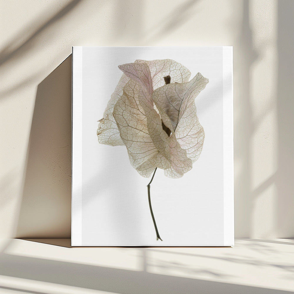 Petal Whisper | Canvas