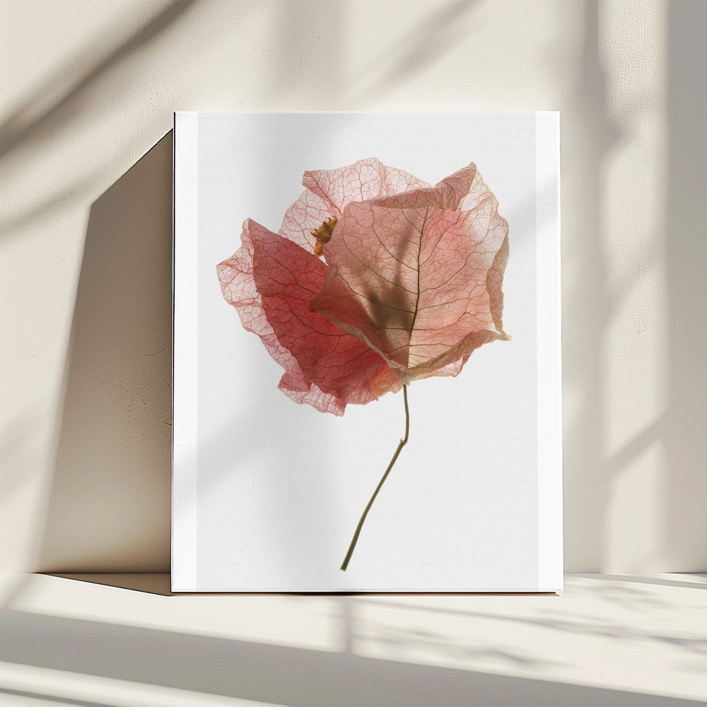 Petal Whisper | Canvas