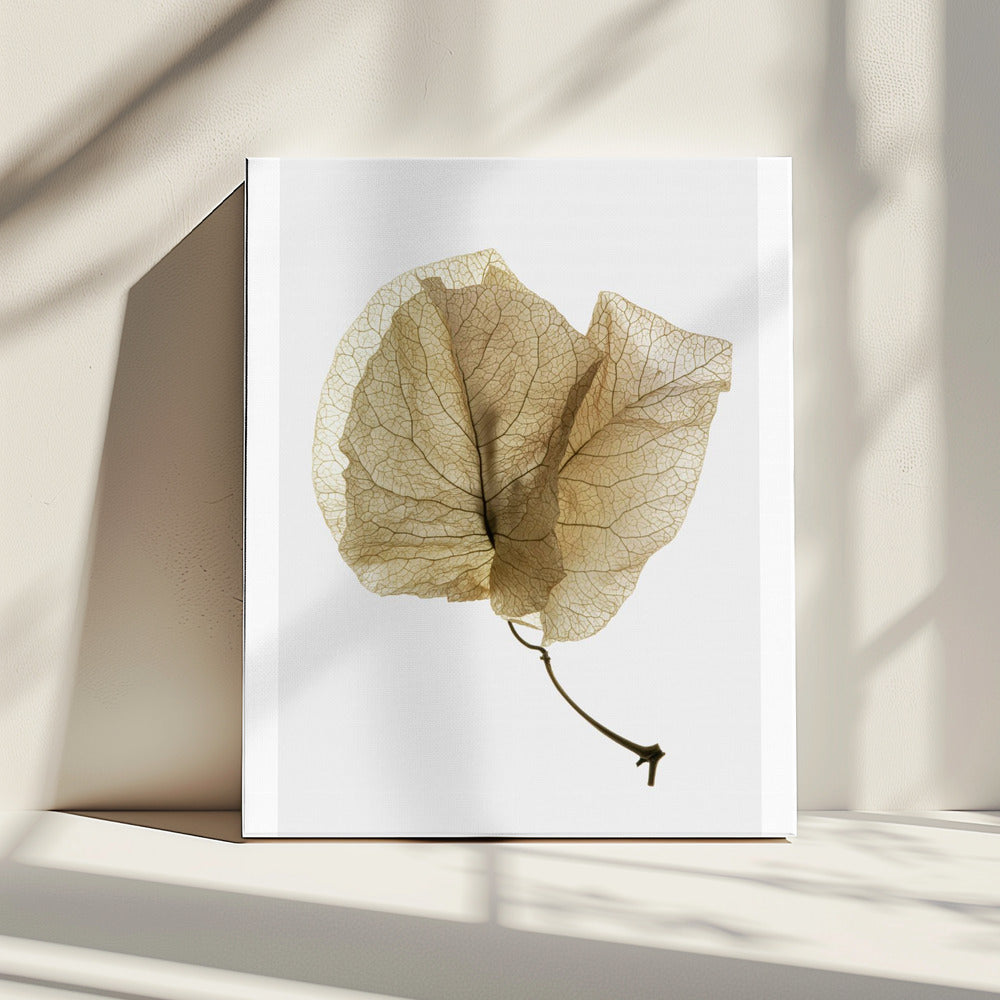 Delicate Leaf Veins | Canvas