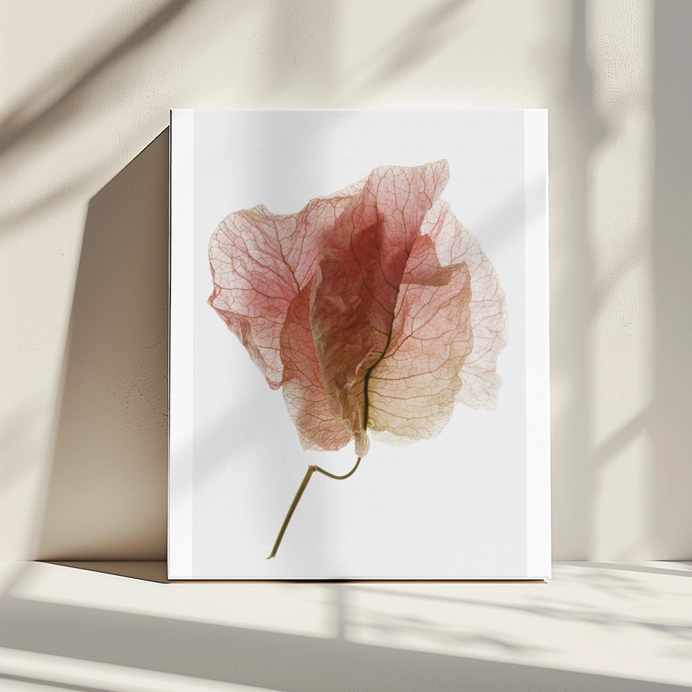 Delicate Petal Veins | Canvas