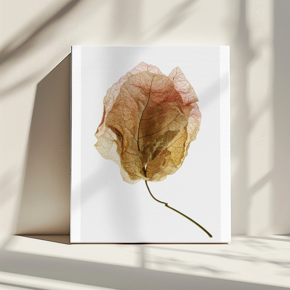 Veined Elegance | Canvas