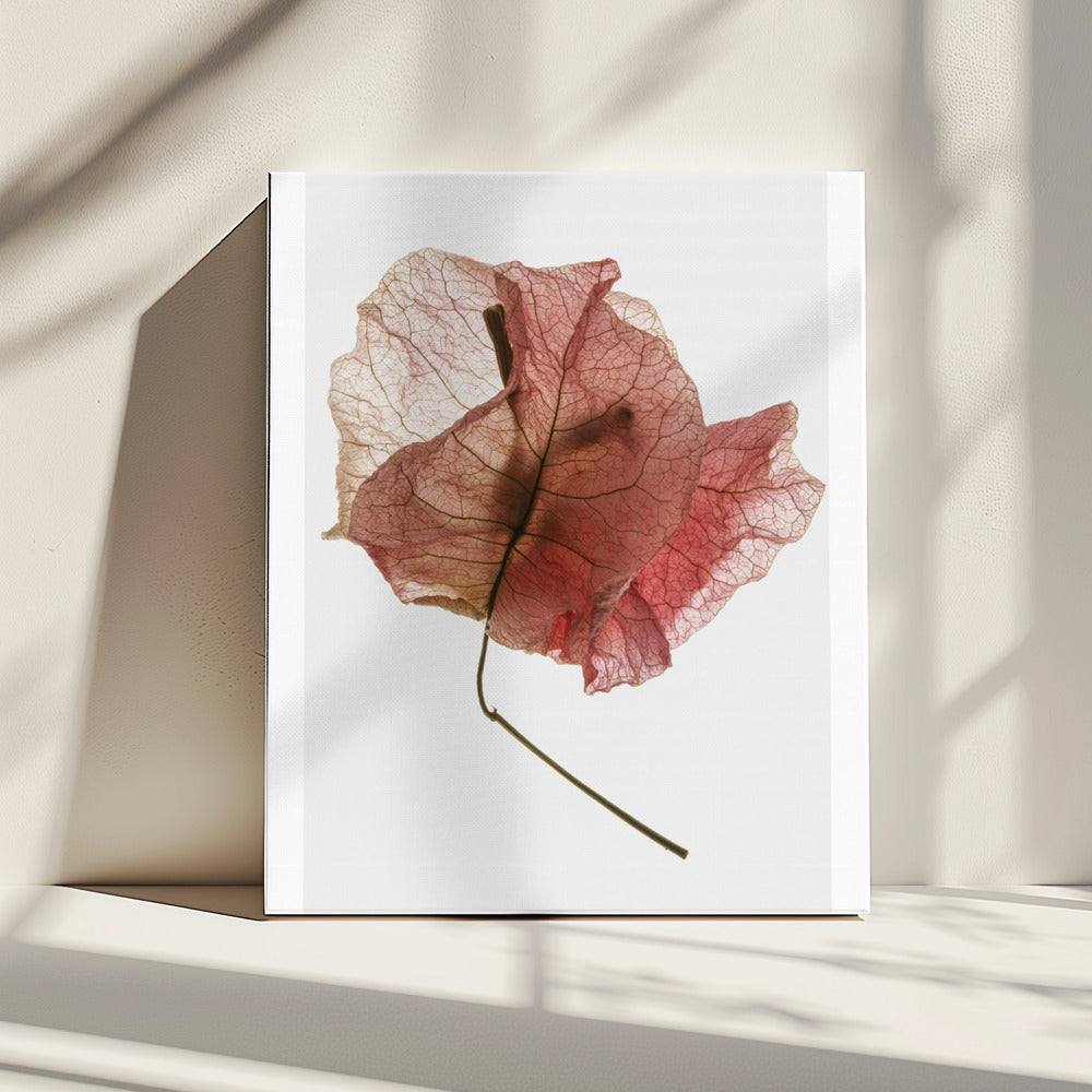 Delicate Petal Veins | Canvas