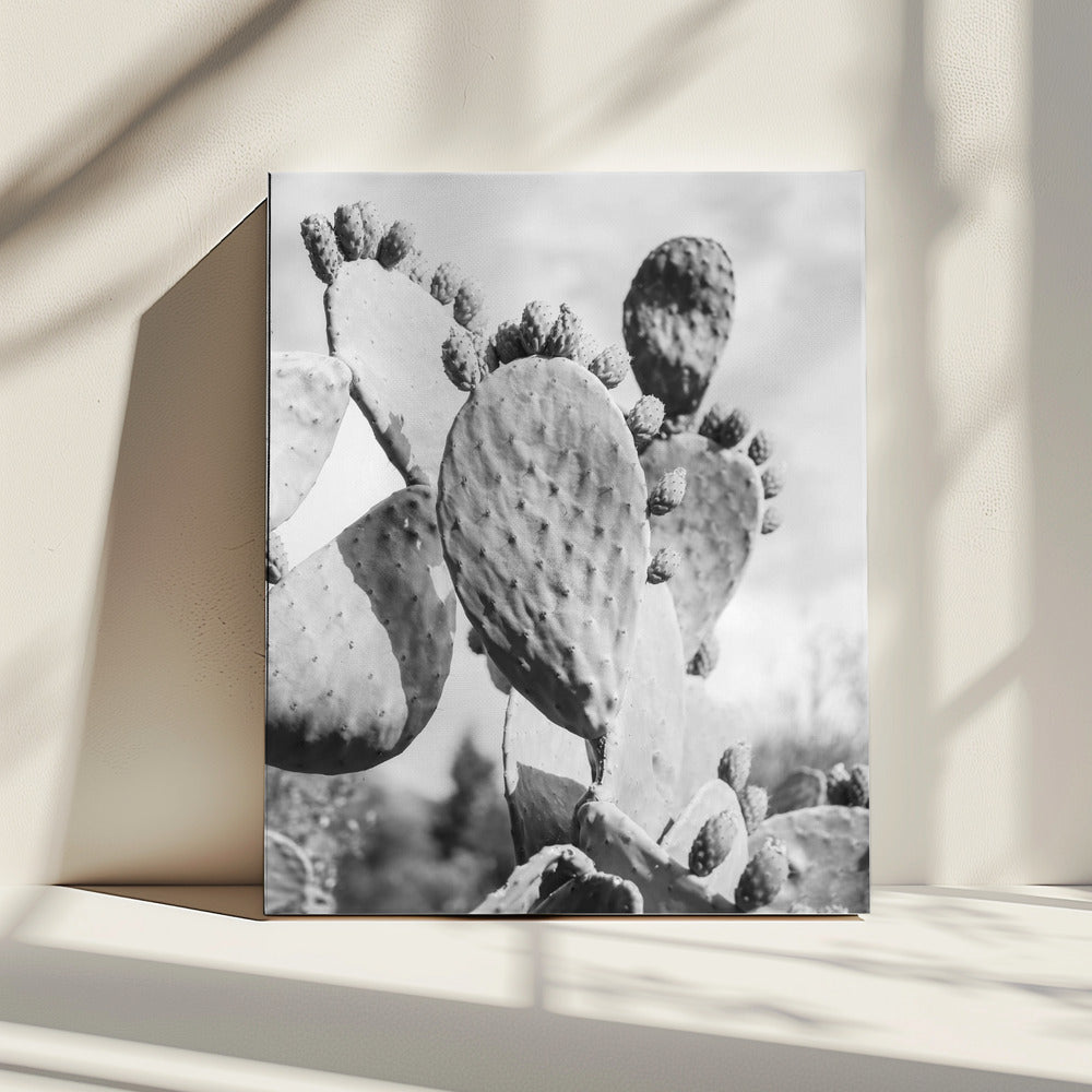 Desert Serenity | Canvas
