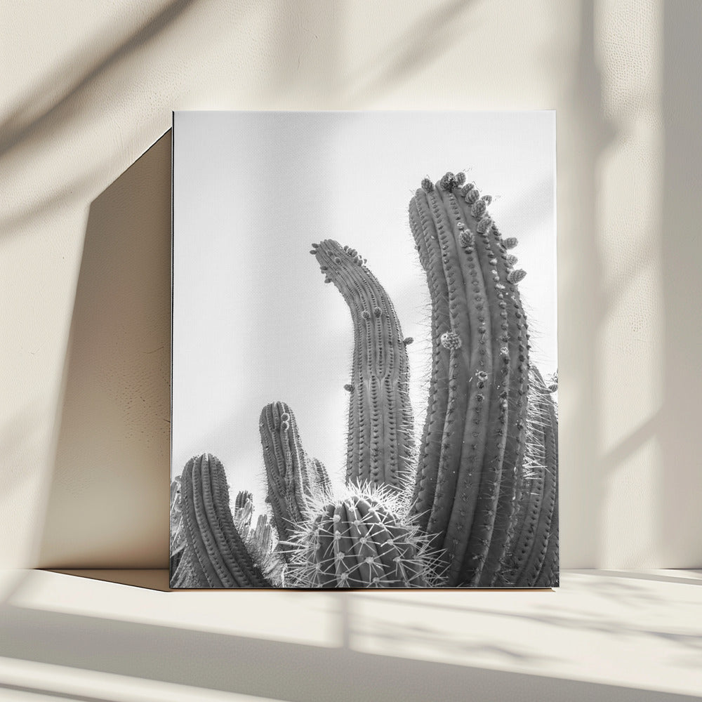 Desert Giants | Canvas
