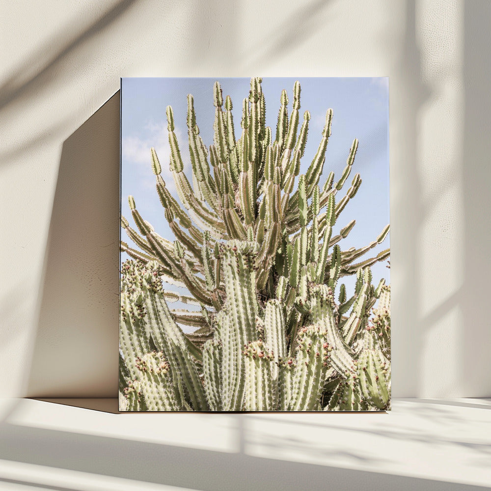 Cactus Symphony | Canvas