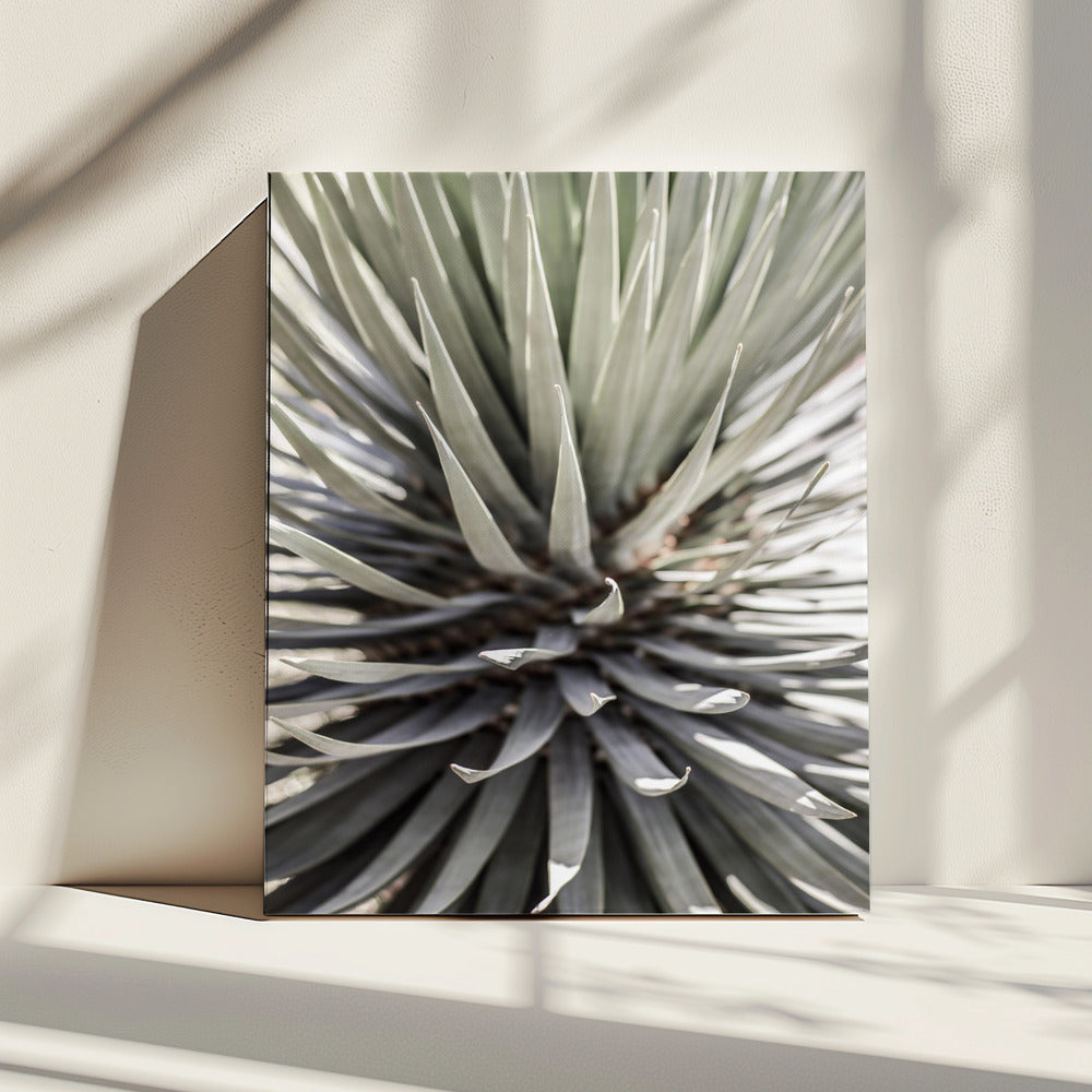 Spiky Serenity | Canvas