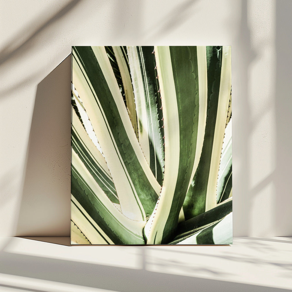 Succulent Symphony | Canvas