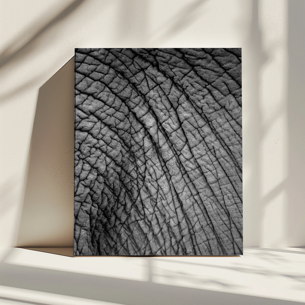 Elephant Texture | Canvas