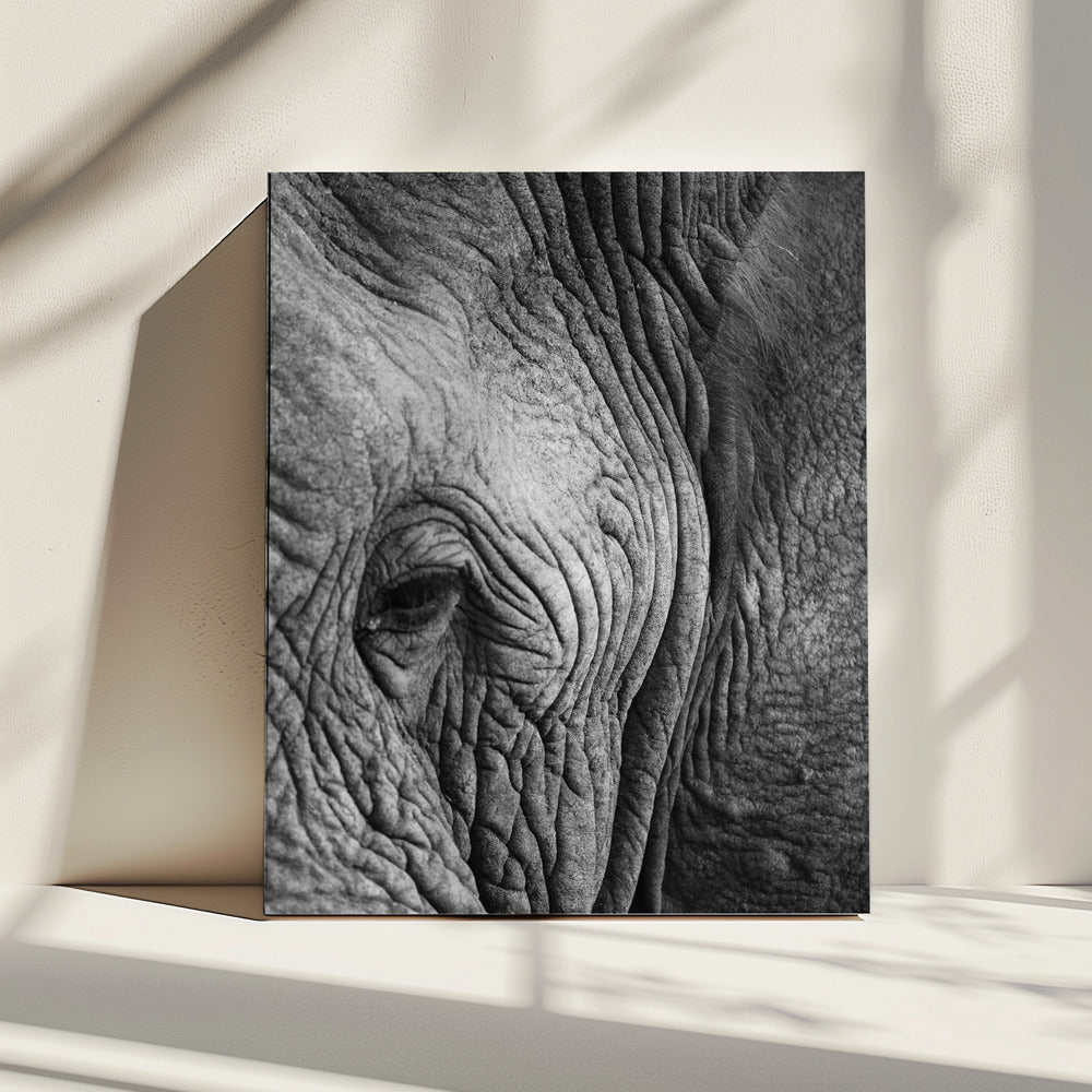 Wisdom's Wrinkles | Canvas