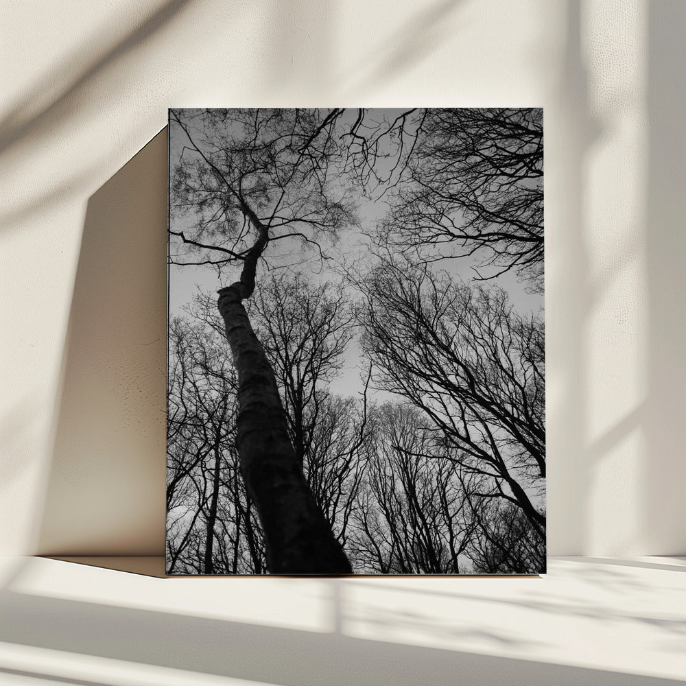 Winters Reichweite | Leinwand