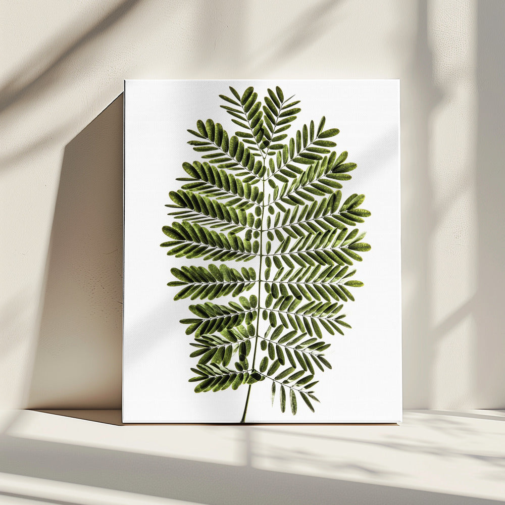 Fern's Symphony | Canvas