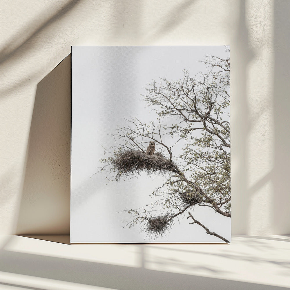Owl's Perch | Canvas