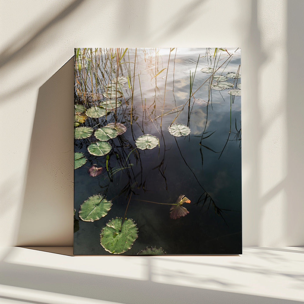 Lily's Tranquil Dawn | Canvas