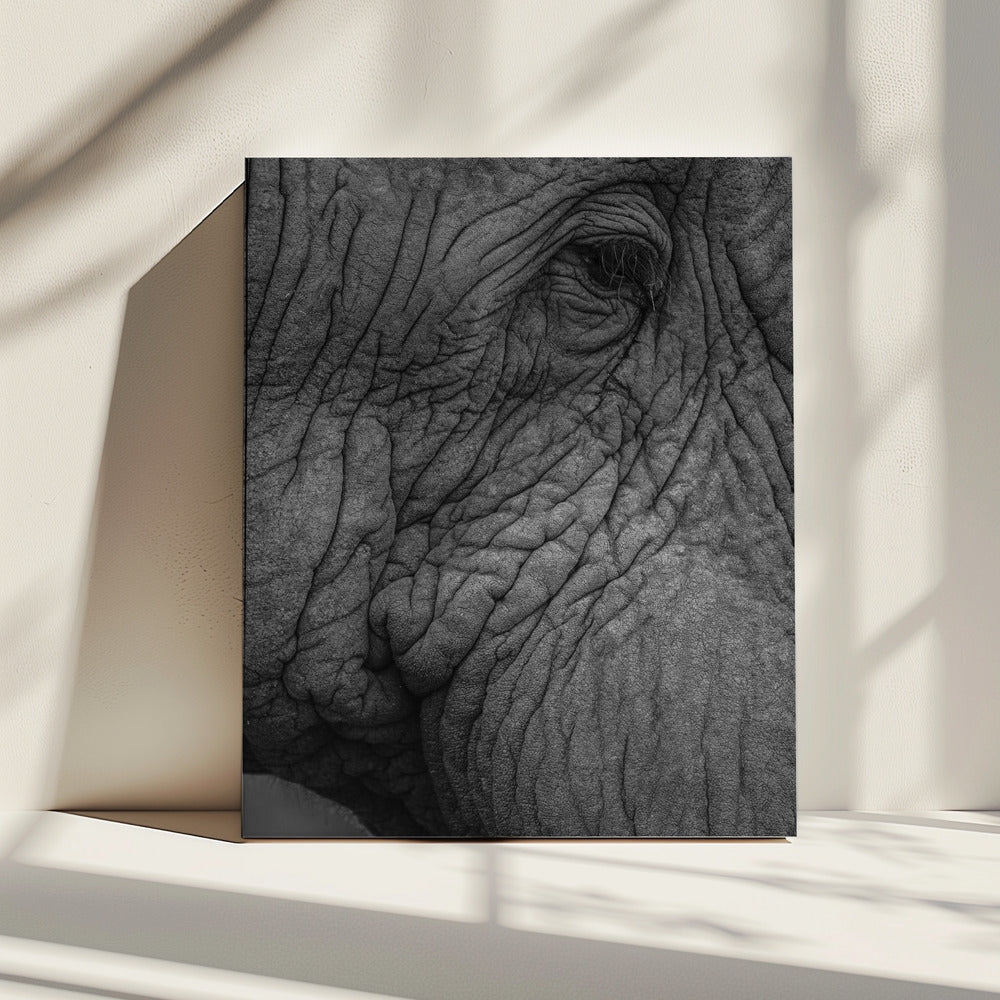 Elephant's Wisdom | Canvas