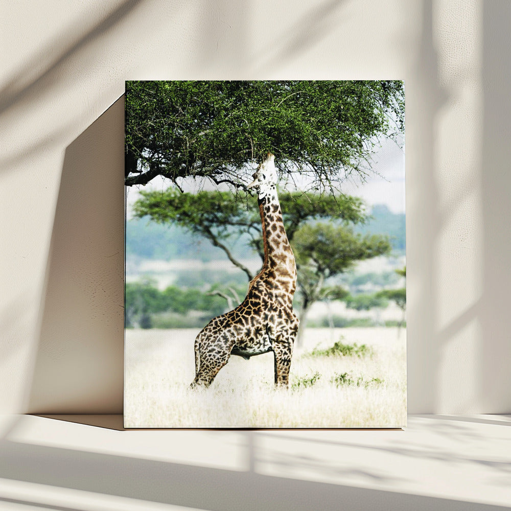 Majestätische Giraffe streckt sich | Leinwand