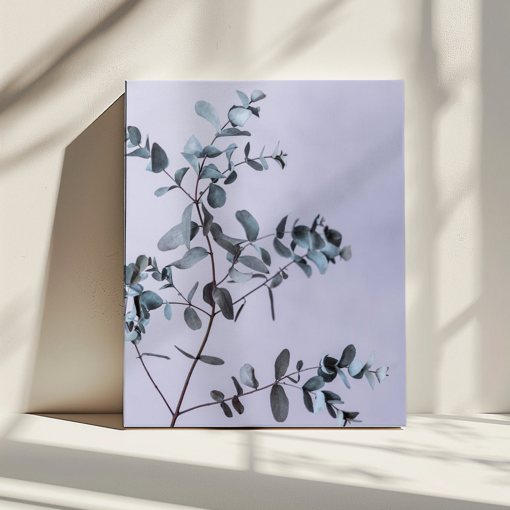 Eukalyptus 13 | Leinwand