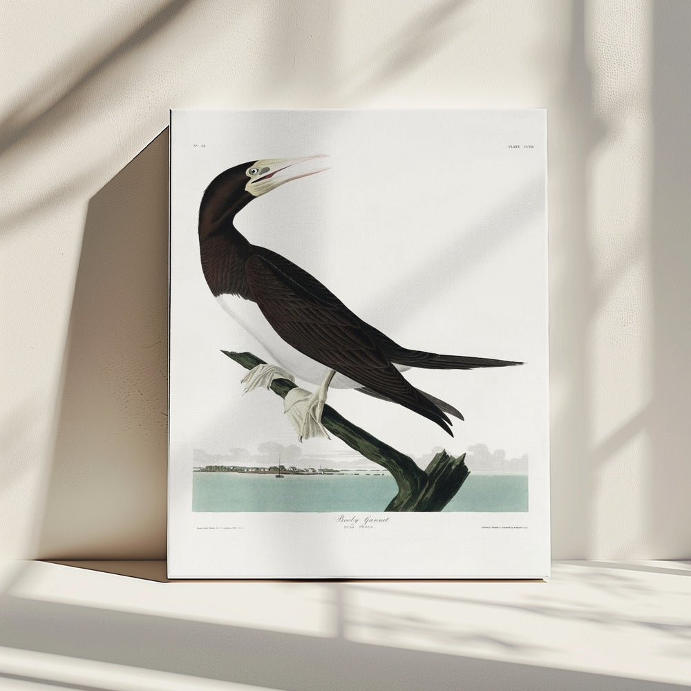 Booby Gannet From Birds of America (1827) | Canvas