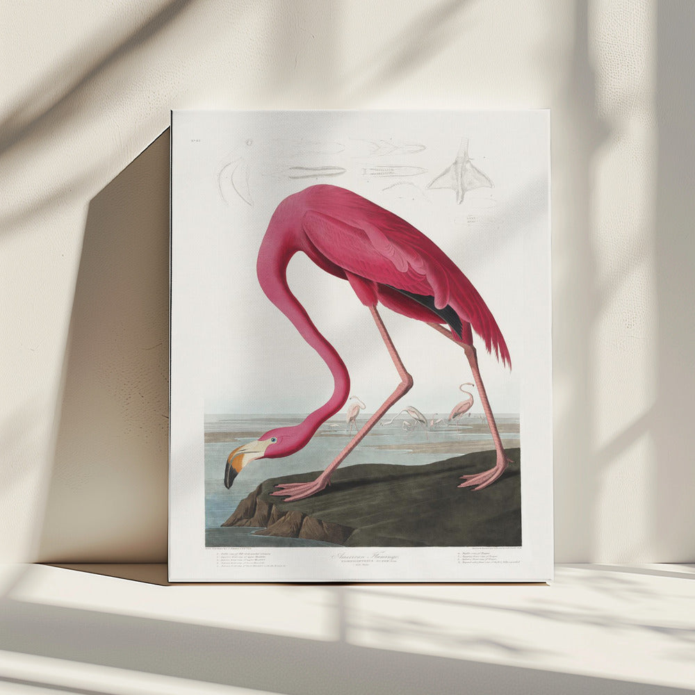 Pink Flamingo From Birds of America (1827) | Canvas