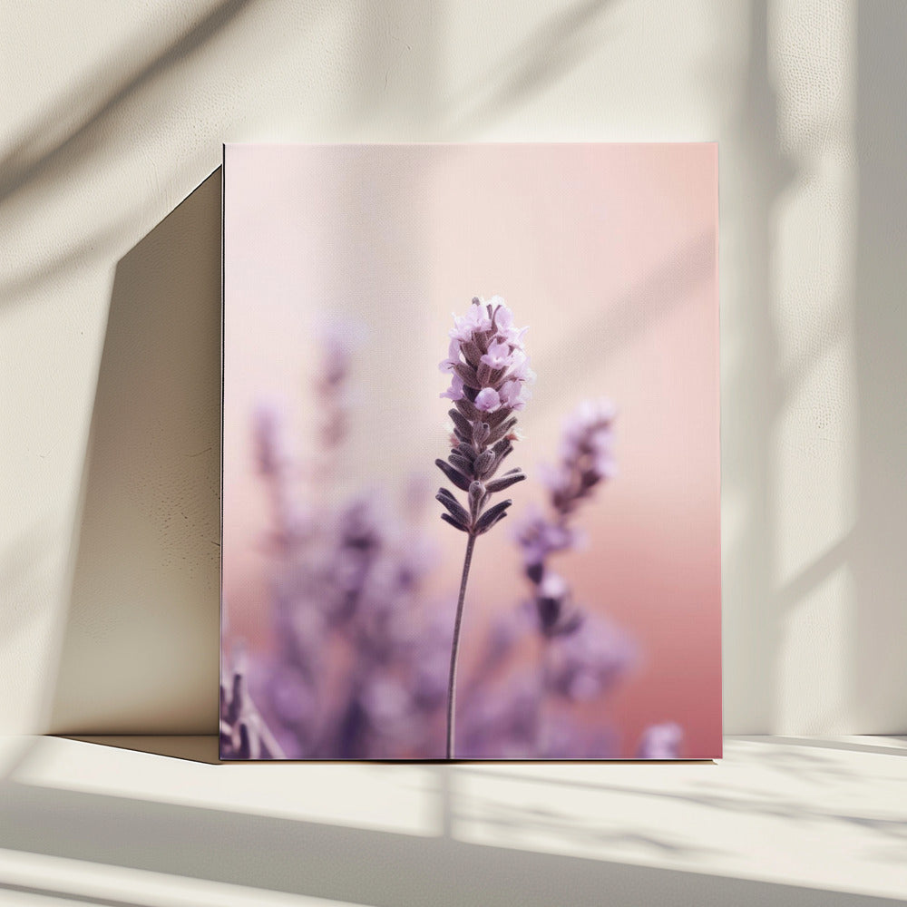 Lavendel Gelassenheit | Leinwand