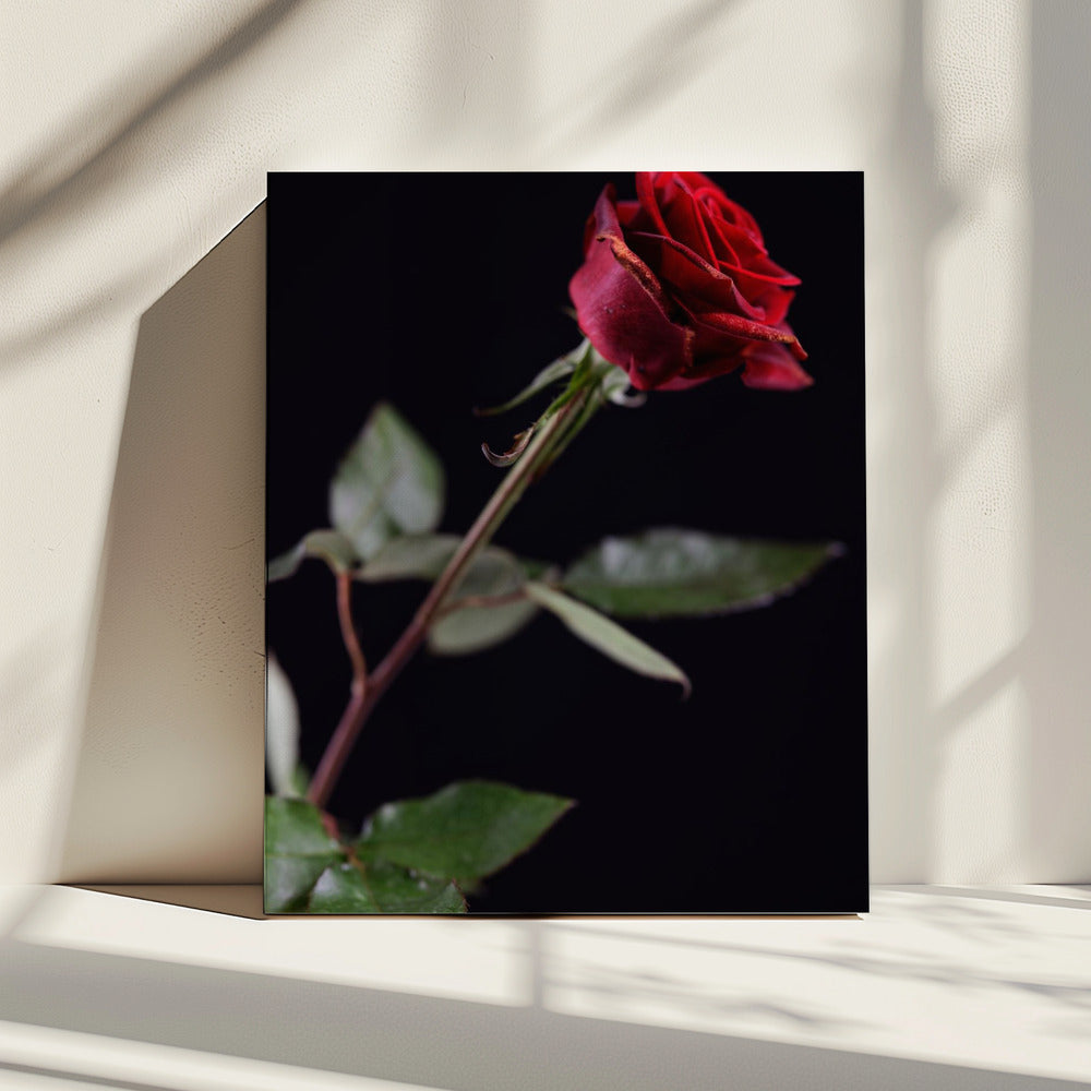 rote Rose | Leinwand