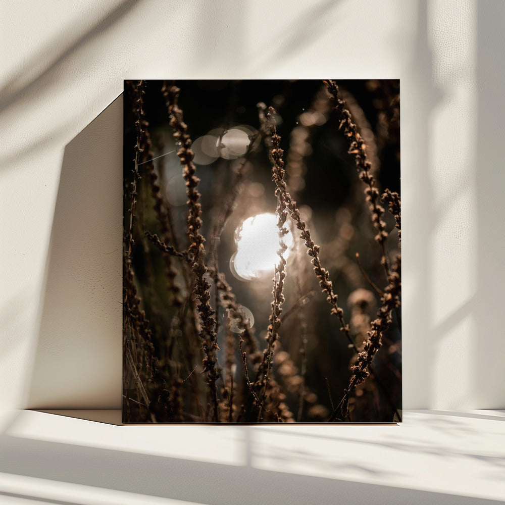 Herbstlichter 2 | Leinwand